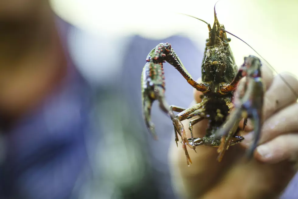 Annual ‘Pardoning of the Crawfish’ Celebrates Crustacean Season