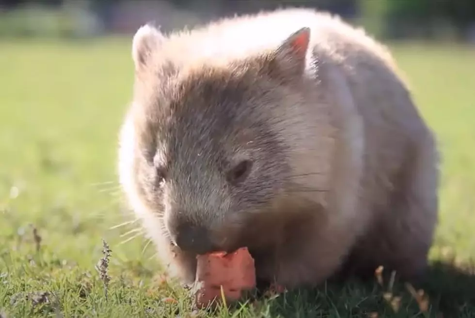 Science Confirms that Wombat Poop Really is Cube Shaped
