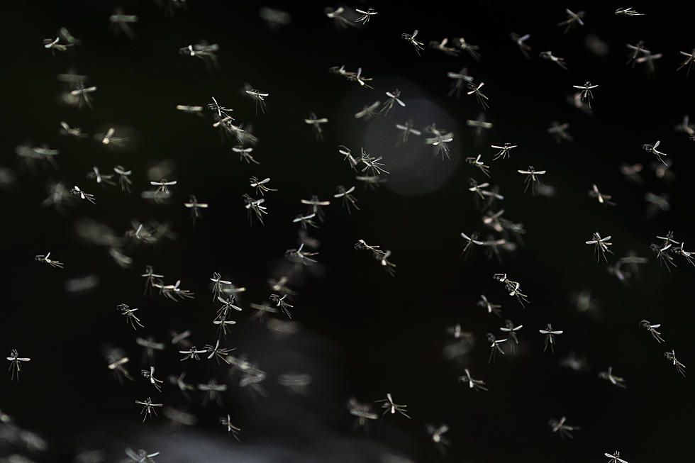 St. Martinville Man Has Ingenious Home Remedy to Get Rid of Gnats