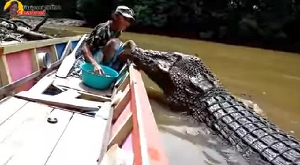 Man Feeds Gigantic River Crocodile Like It's His Sweet Little Pet