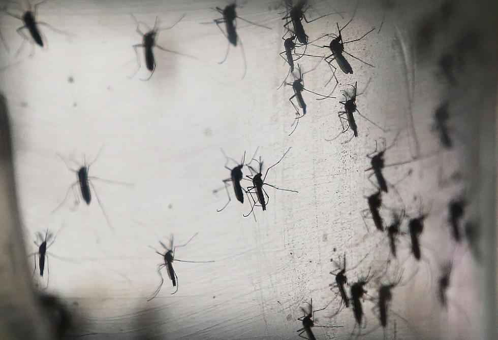 Orkin's Top Cities for Mosquitos in 2021 Includes Lafayette