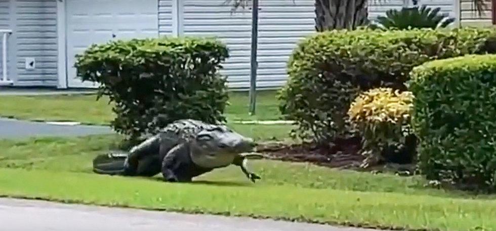 Watch 10-Foot Alligator Casually Stroll Through Neighborhood
