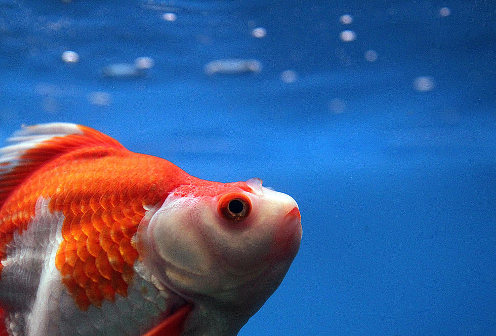 City Officials: Giant Pet Goldfish are Being Found in Lakes