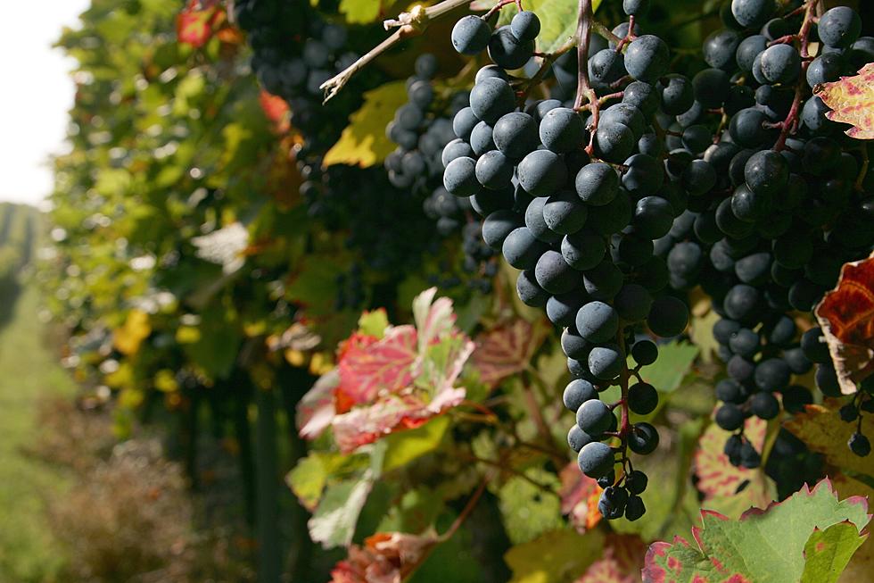You Can Now Own a Louisiana Vineyard