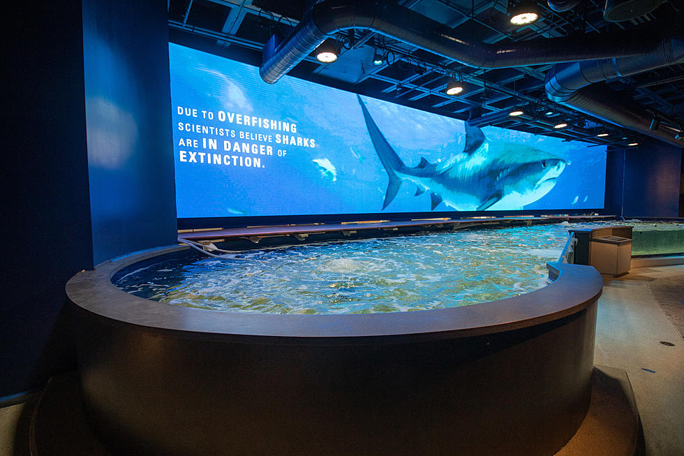 You Can Pet a Shark at New Audubon Aquarium Exhibit
