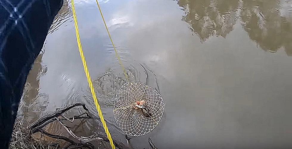 Watch This Guy Catch a Massive Crawfish Using Dog Food as Bait
