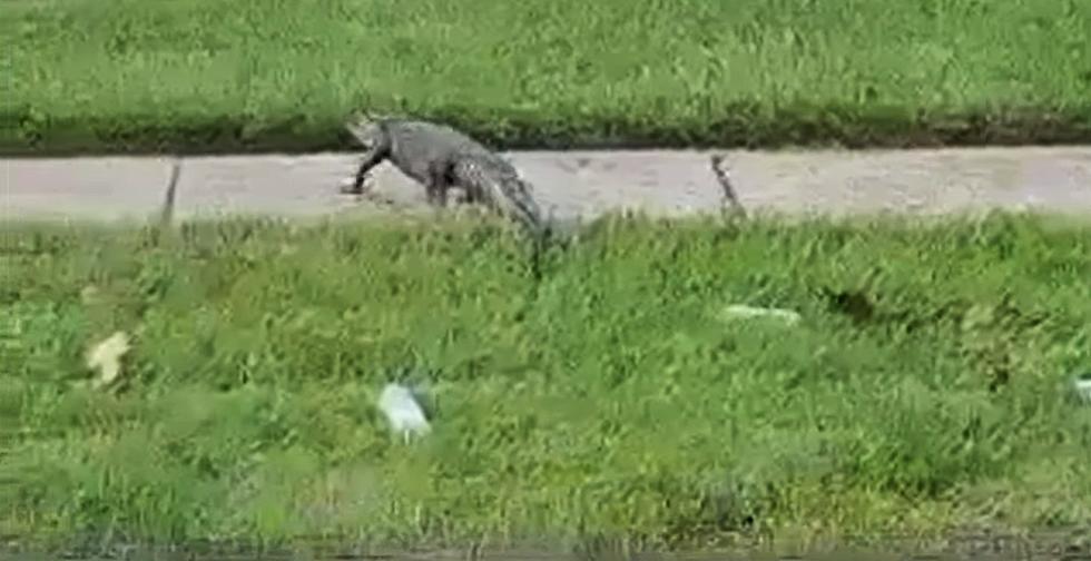 Alligator Crawls Out of Storm Drain, Yards Away From Kids Getting Off School Bus [Video]