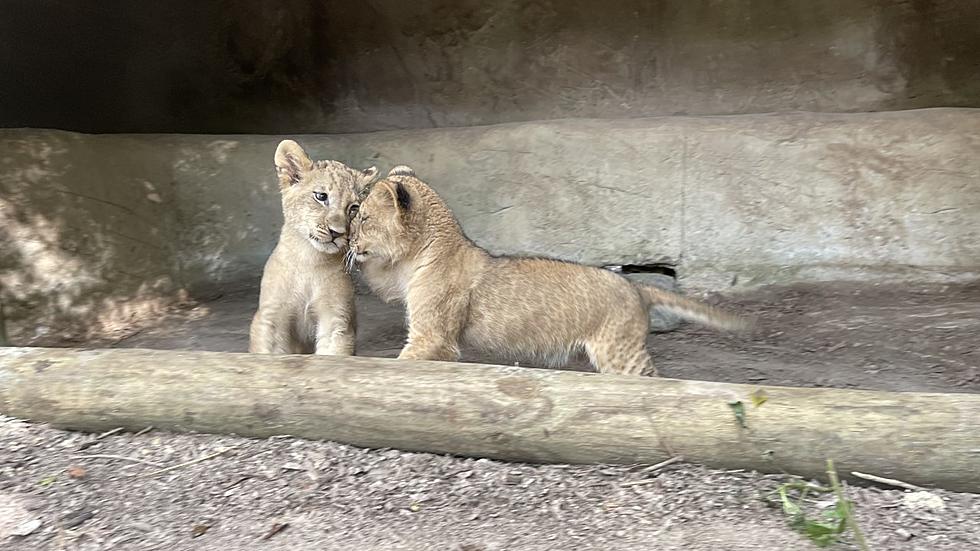 Zoosiana Wants Your Help Naming Their New Lion Cubs