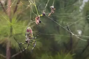 Epic Fright &#8211; Palm Sized Spiders Poised to Creep into Louisiana