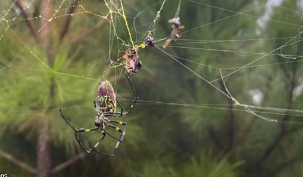 Epic Fright – Palm Sized Spiders Poised to Creep into Louisiana