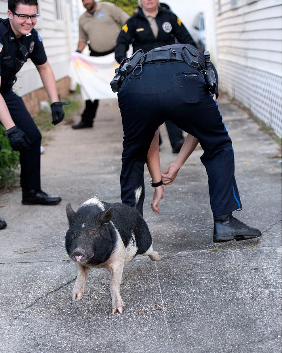 Pensacola Police Department Tries to Catch Escaped Pig — Hilarity Ensues [Photos]