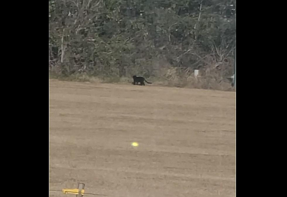 Could This Really Be Video of a Black Panther in Louisiana?