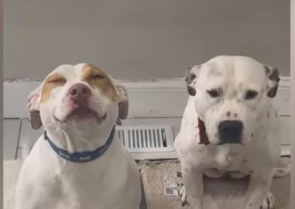 Viral Video Asks - Can You Tell Which Dog Ate the Edibles?