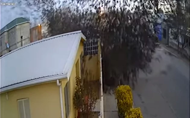 Shocking Video Shows Hundreds of Birds Plummeting to the Ground