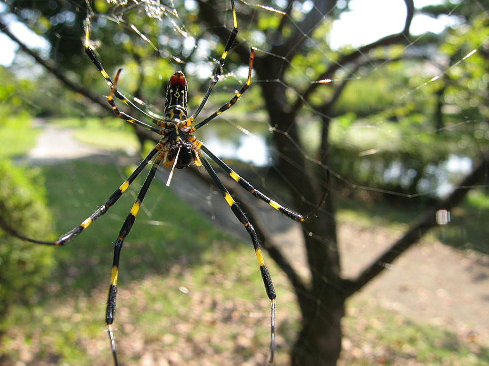 It's Going to Rain Huge Japanese Spiders Across the East Coast