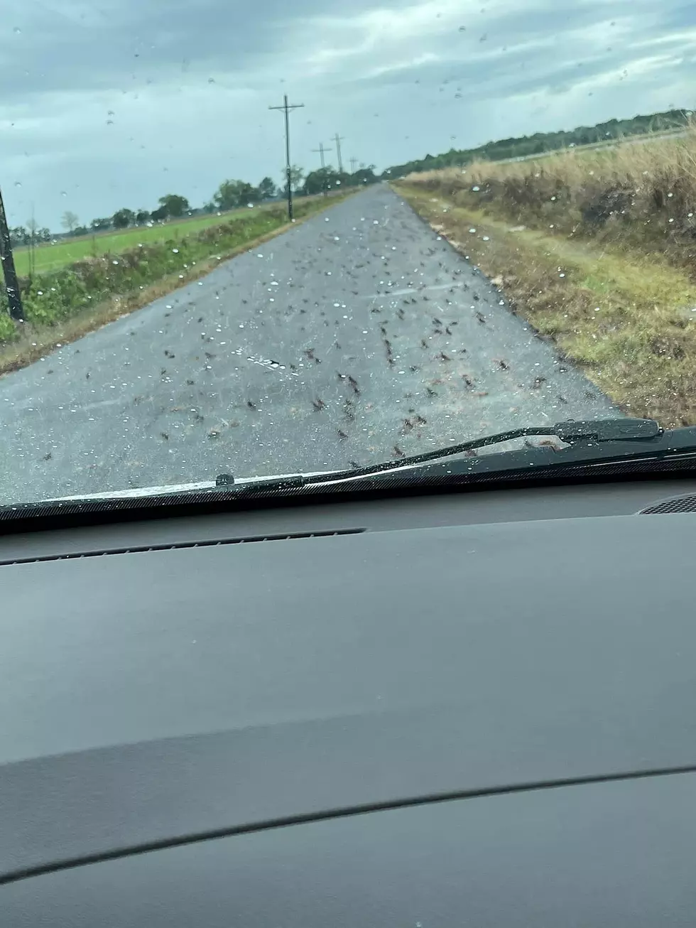 Crowley Rains Flood Roadways with Crawfish