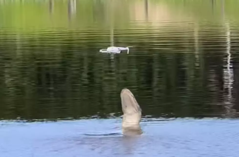 Florida Man's New Drone Gets Chomped by Hungry 'Gator