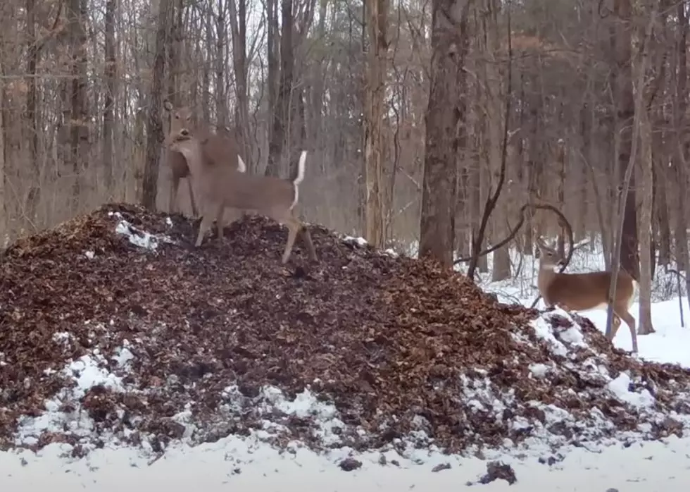 Video Captures Images of Deer Getting High and Freaking Out