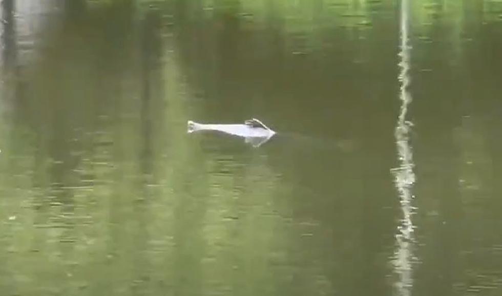 Mysterious Creature Spotted Lurking in the Lagoons of New Orleans City Park