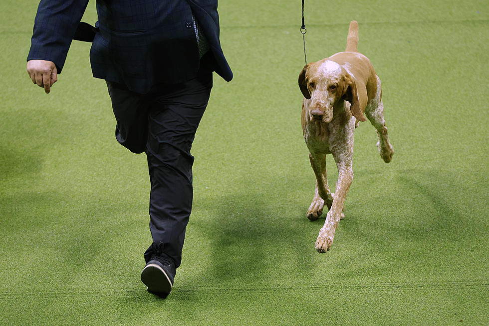 Tim McGraw’s Dog Lepshi Wins Big at Westminster Kennel Club