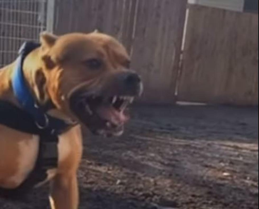 Louisiana Town Enforcing 'Dangerous Dog' Law - Dog Lovers React