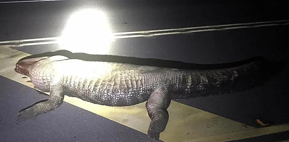 Pregnant New Iberia, Louisiana Woman Dies After Hitting 12-Foot Alligator on Highway