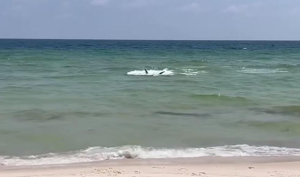 Frisky Shark Gets a Little Too Close to Shore in Perdido Key on Sunday [Watch]