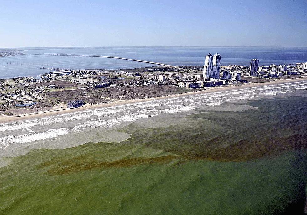 Toxic Red Tide Algae Hits Texas Coast Killing Thousands of Fish
