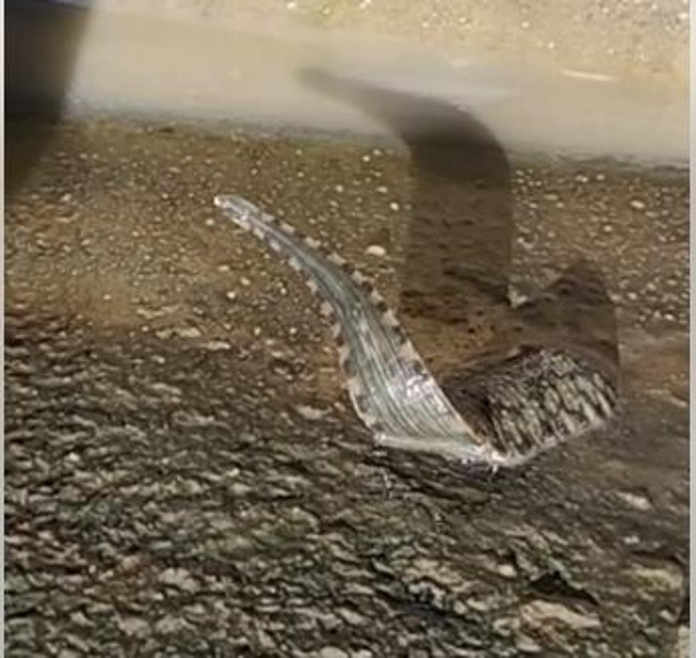 'Squirmy' Creature Spotted in Texas, Is it Heading to Louisiana?