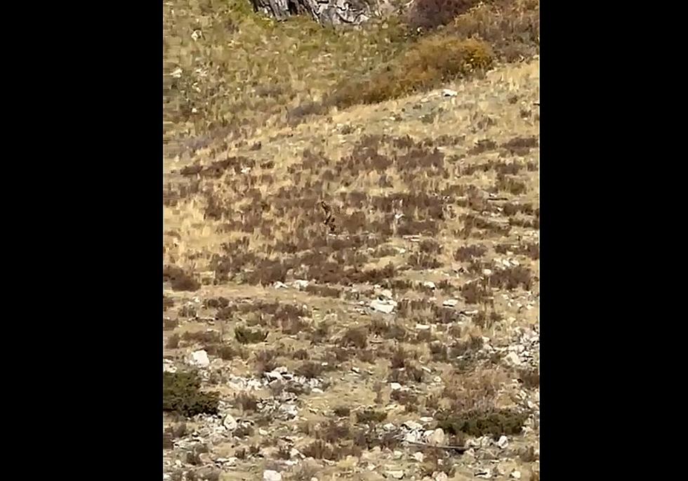 Colorado Train Riders Capture Amazing Video of Bigfoot-Like Creature in Wilderness