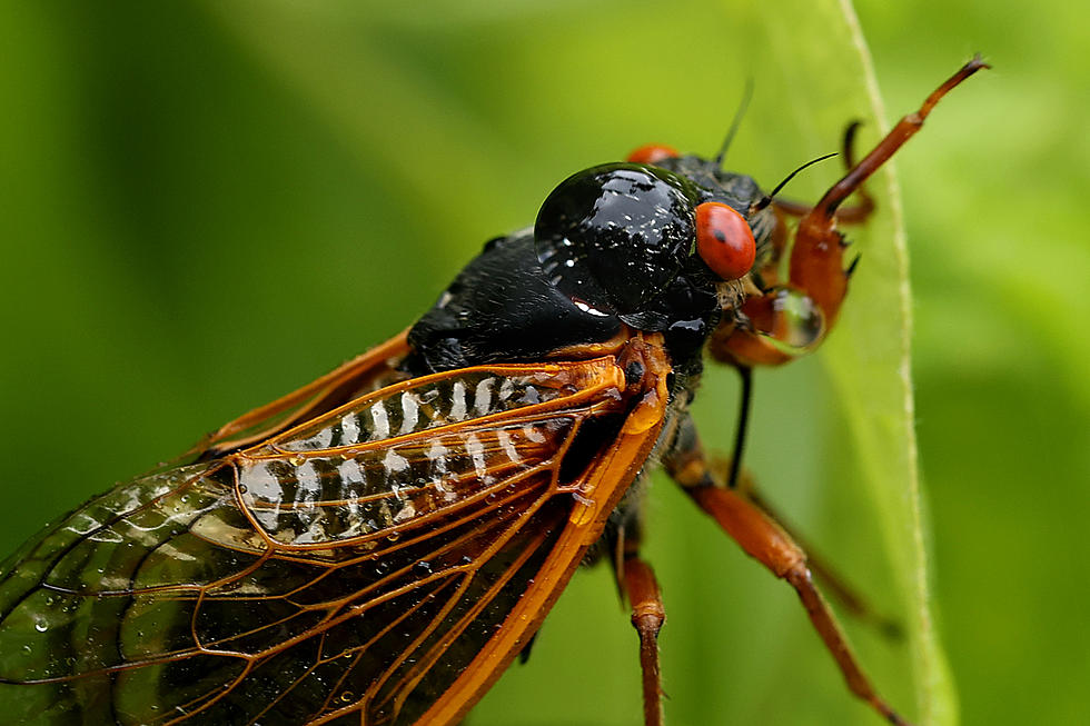 Louisiana, Texas to Experience Biblical Proportion Cicadas
