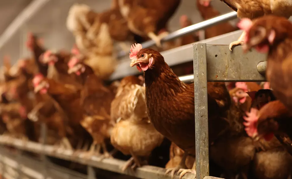 Largest U.S. Egg Producer Halts Production at Texas Plant Due to Bird Flu in Chickens