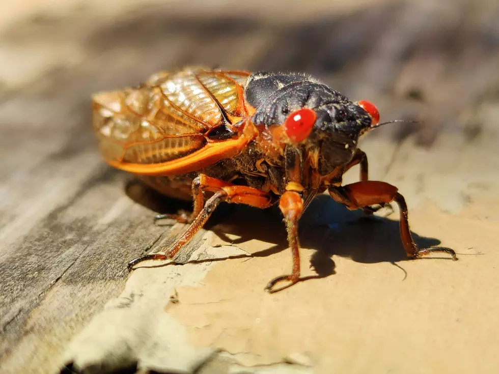 Louisiana Recipe for 'Soft-Shelled Cicadas'