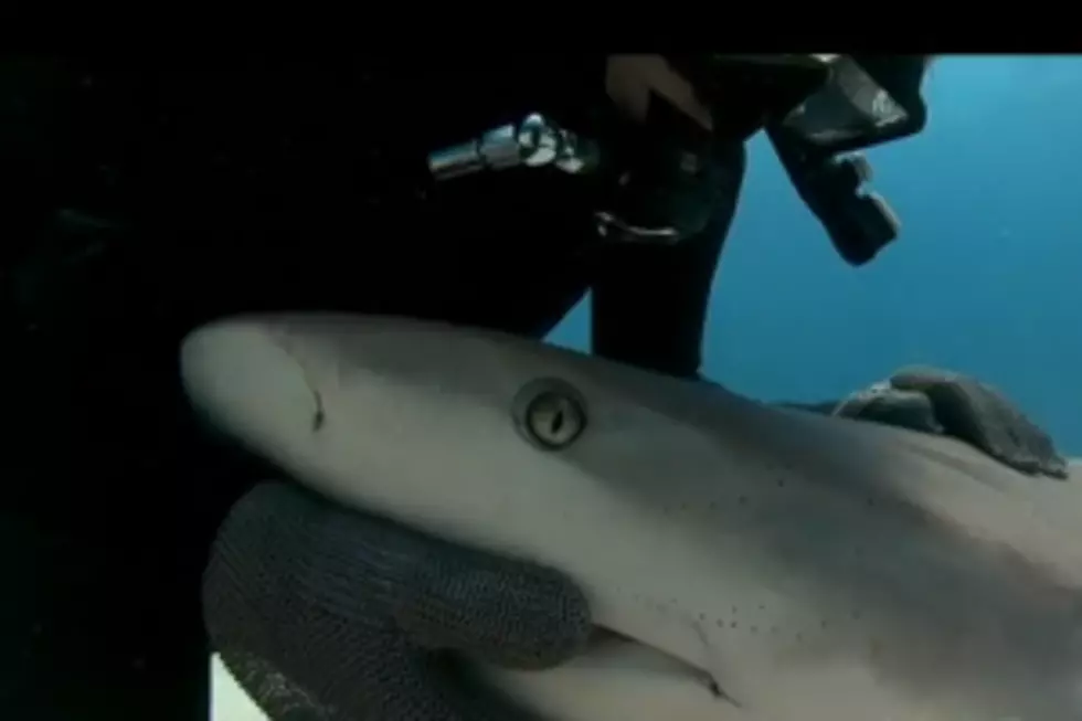 Diver Gets Up-Close &#038; Personal With A School Of Sharks [VIDEO]