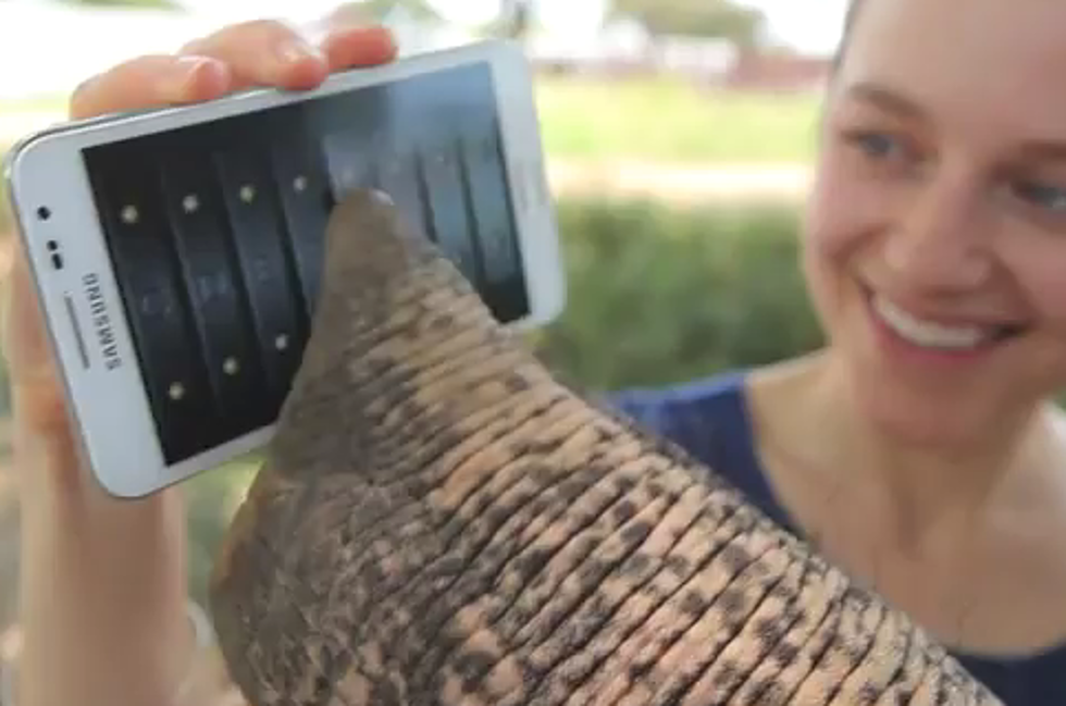 This Elephant Is Better At Using A Smartphone Than You Are [VIDEO]
