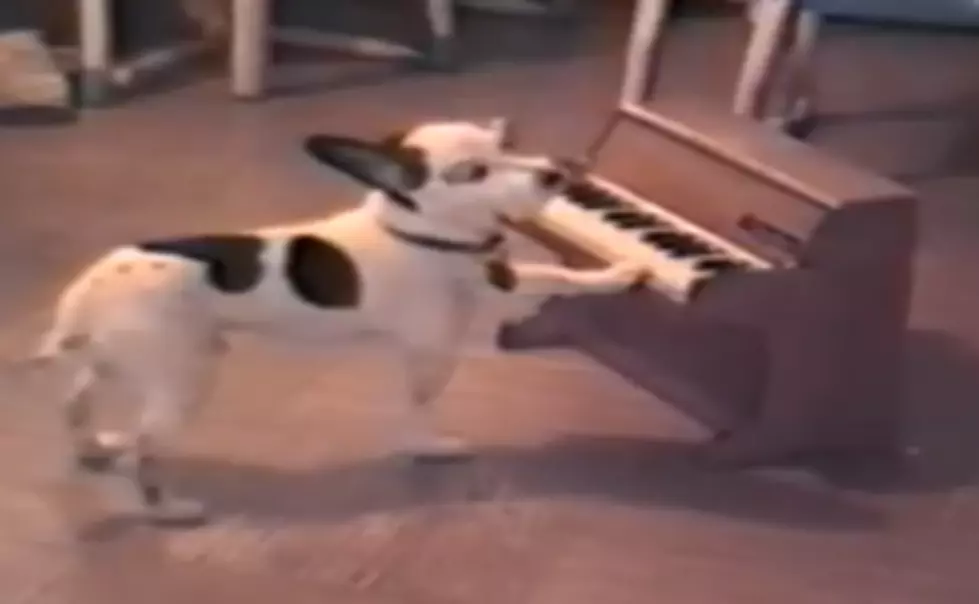 A Talented Puppy Sings And Plays The Piano [VIDEO]