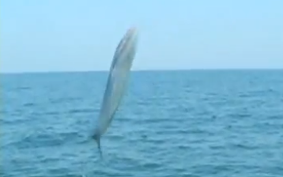 Fisherman Have A 40-Pound Barracuda Jump Into Their Boat [VIDEO]