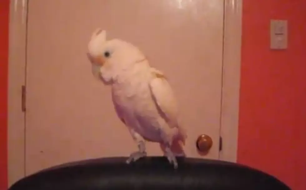 Parents Hate Dancing Bird&#8217;s &#8216;Devil&#8217; Music [VIDEO]