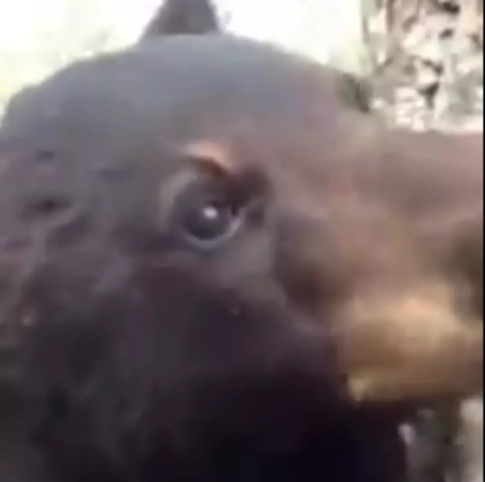 Black Bear Climbs Tree To Greet A Hunter [VIDEO]