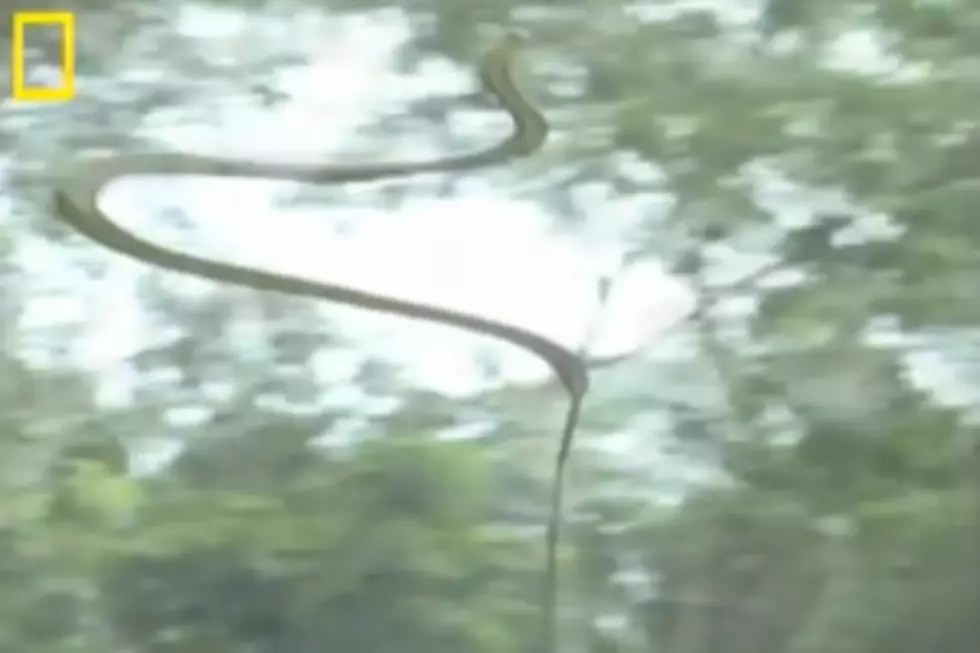 There Are Now Flying Snakes To Fuel Your Nightmares [VIDEO]