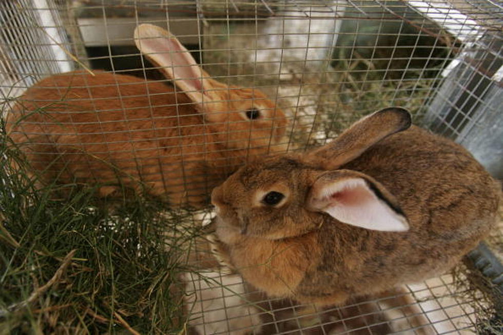 Rabbits Gets Frisky On News Desk During Live Newscast [VIDEO]