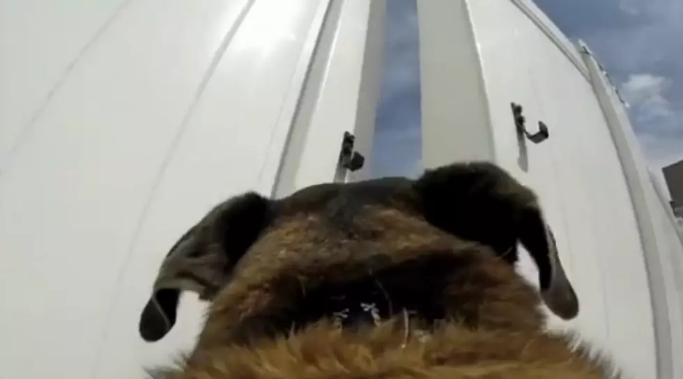 Dog Strapped With A GoPro Escapes Backyard Like A Boss [VIDEO]