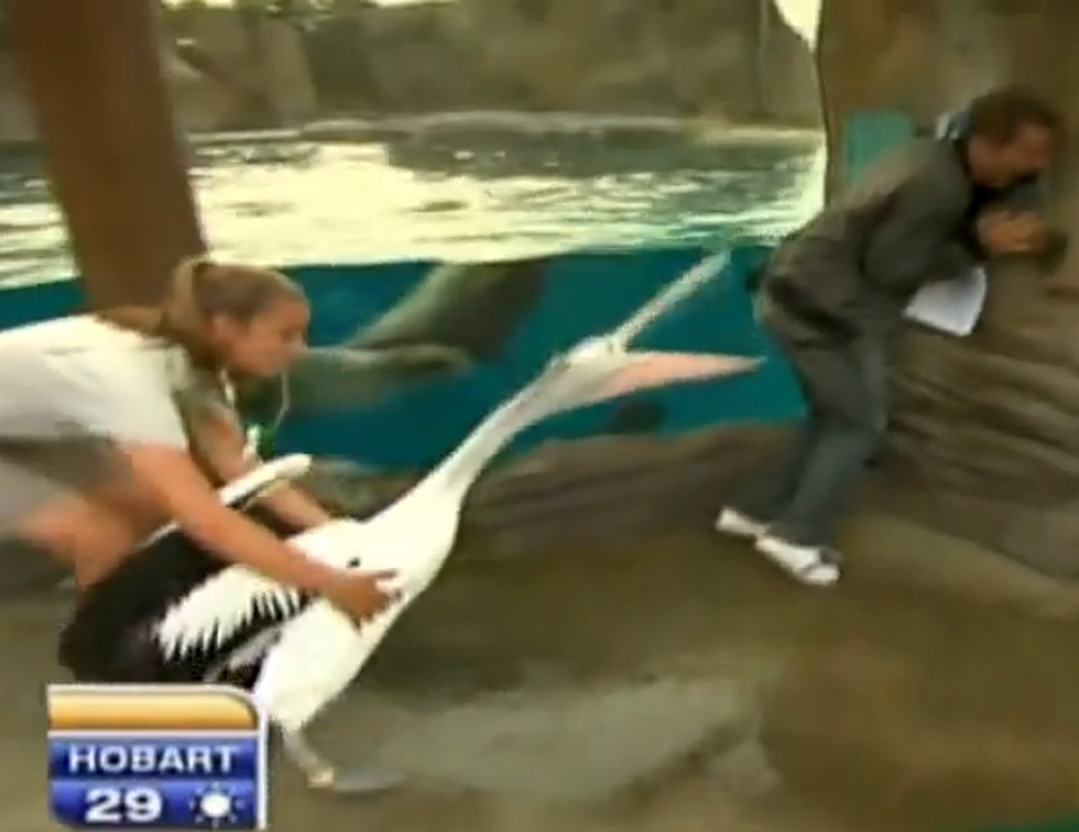 Pelican Attacks Weatherman During Live Shot From Zoo [VIDEO]