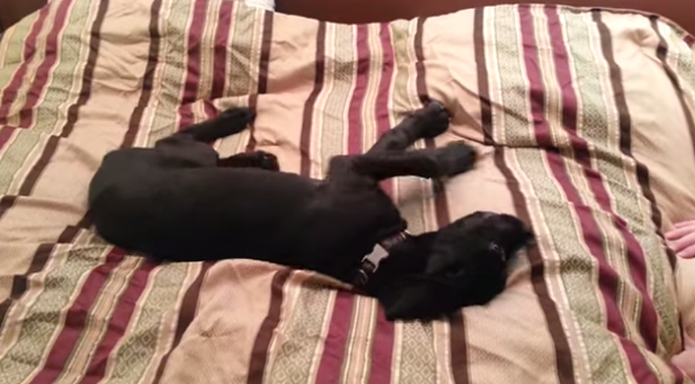 Great Dane Puppy Doesn’t Want To Get Out Of Bed [VIDEO]