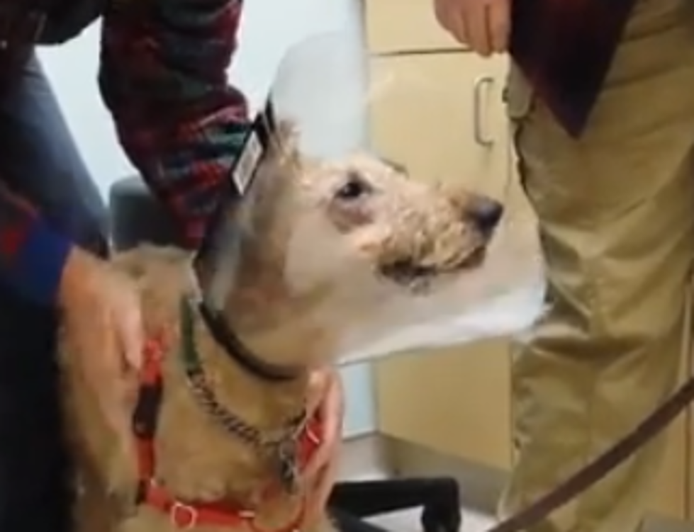 Dog Regains Eyesight After Surgery, Sees Family Again [VIDEO]