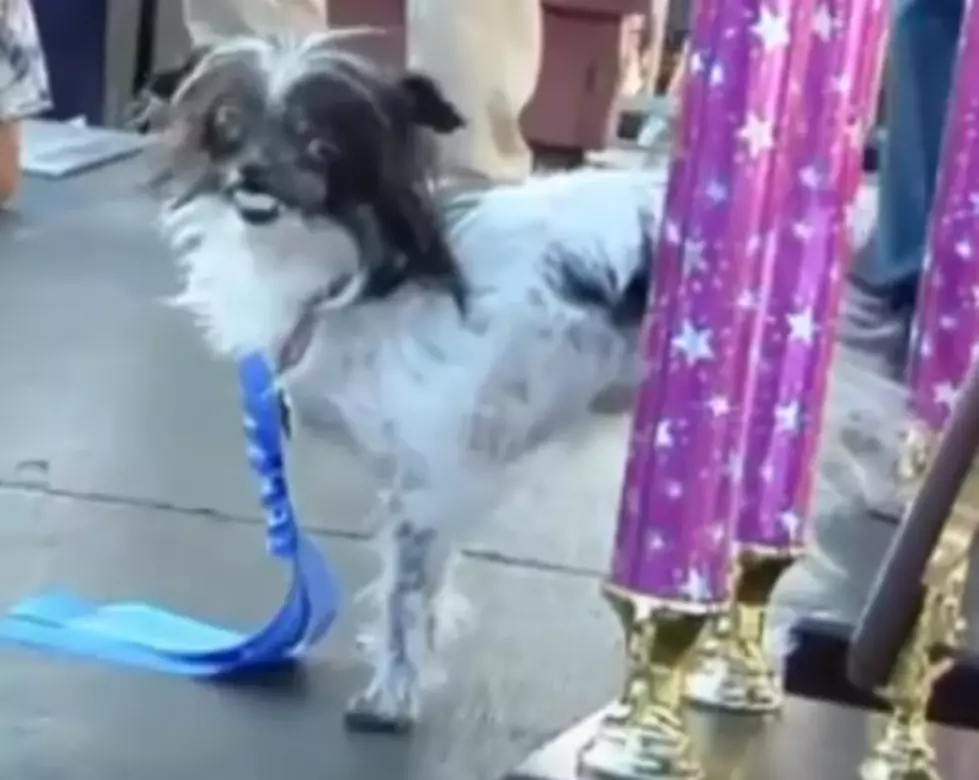 The 2014 ‘World’s Ugliest Dog’ Has Been Crowned, Has No Lips or Eyelids [VIDEO]