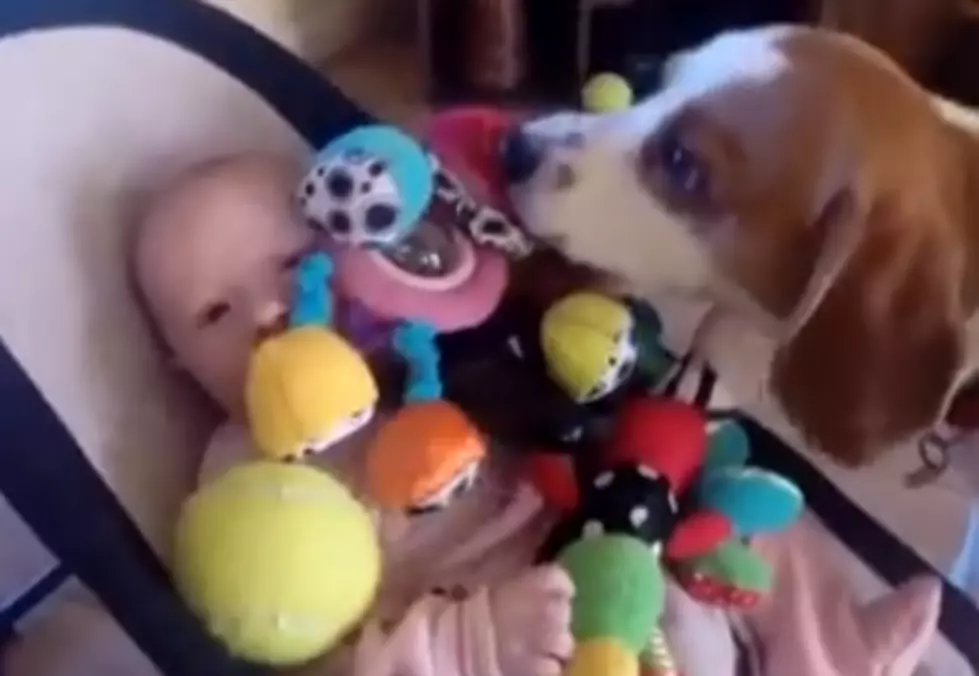 Guilty Dog Showers Baby With Toys, After Upsetting The Baby [VIDEO]