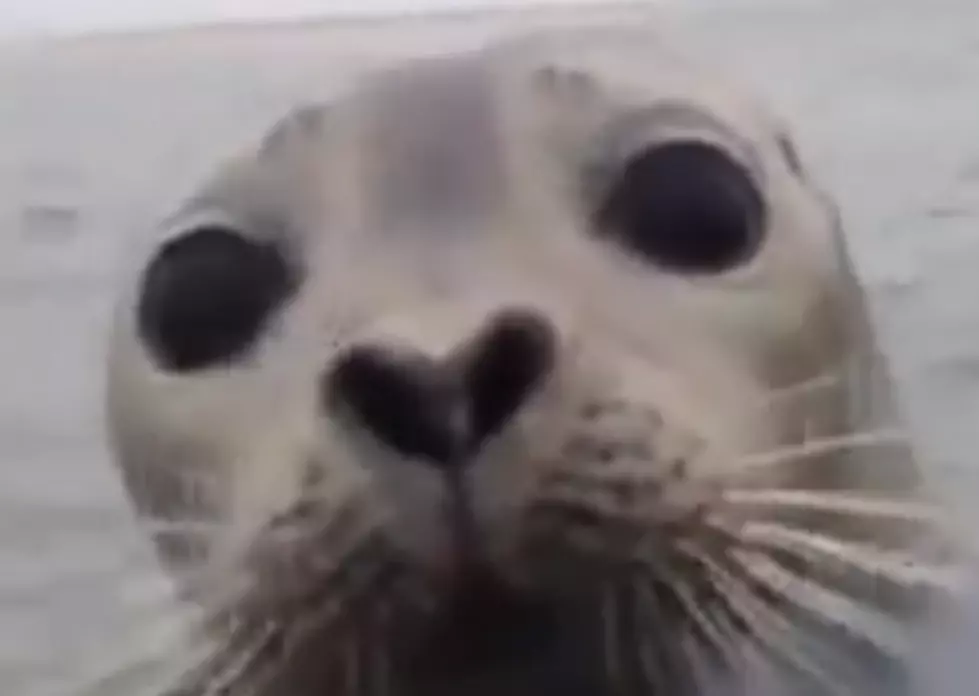 Cute Seal Jumps Into Duck Hunters Boat [VIDEO]
