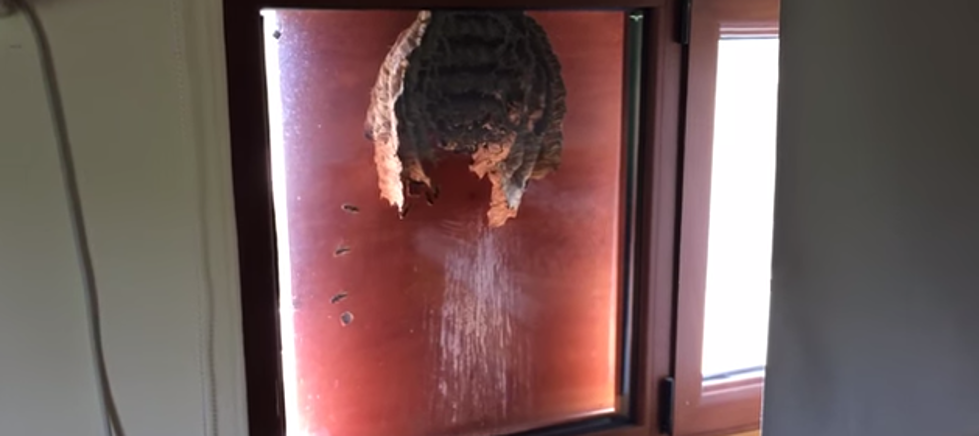 Man Records Huge Wasp Nest Outside Of His Window [VIDEO]