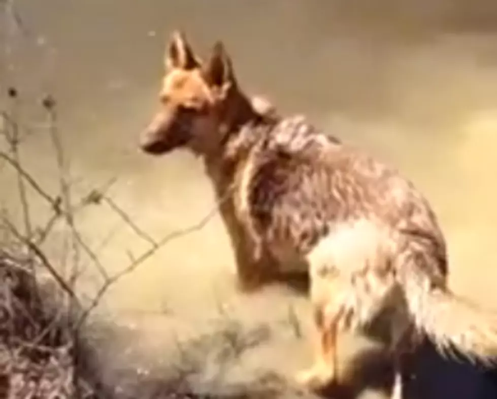 German Shepherd Throws Fit When Owner Tells It To Get Out of Water [VIDEO]